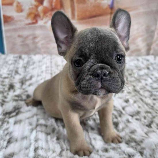 French Bulldog
