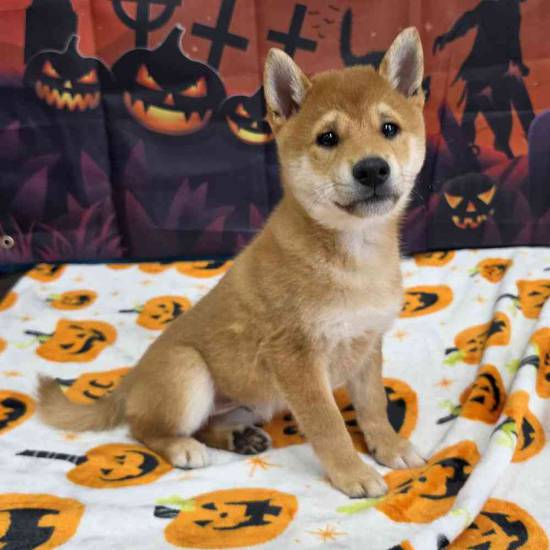 Shiba Inu