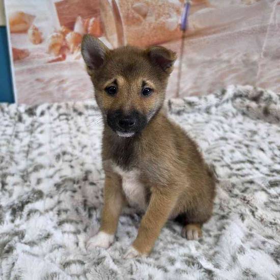 Shiba Inu