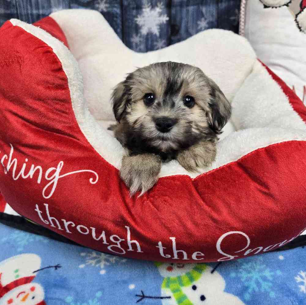 Male Havanese Puppy for Sale in Virginia Beach, VA
