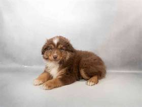 Toy Australian Shepherd 