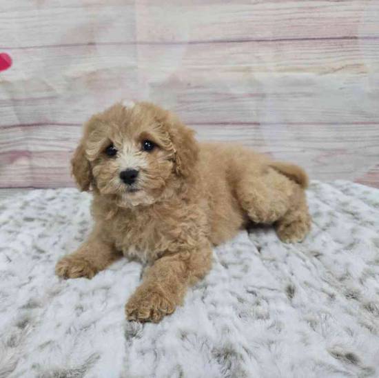 Cavapoo
