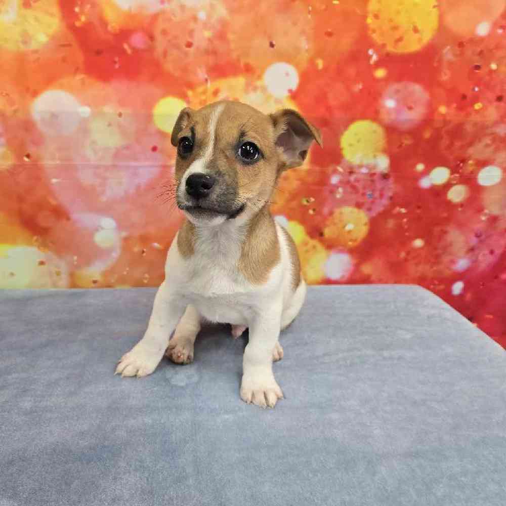 Male Jack Russell Terrier Puppy for Sale in Virginia Beach, VA