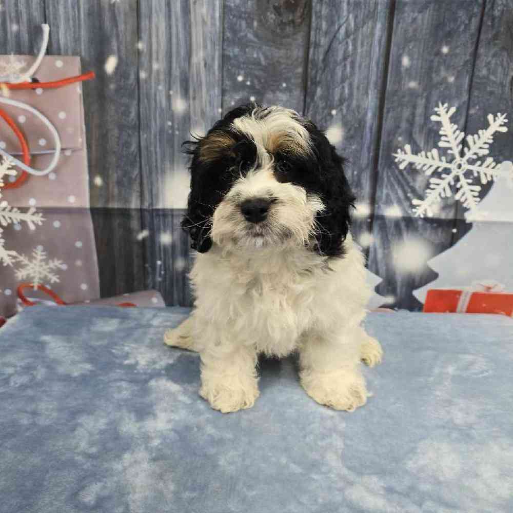 Female Cockapoo Puppy for Sale in Virginia Beach, VA