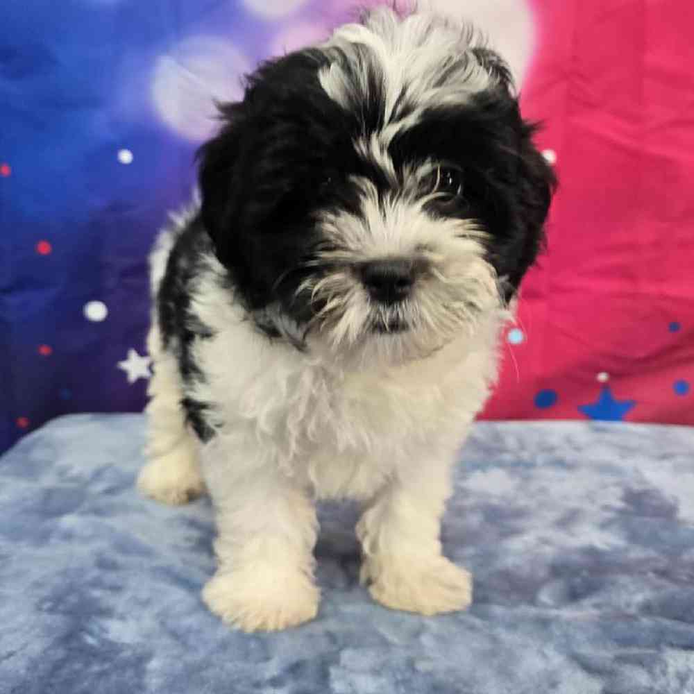 Female Teddy Bear Puppy for Sale in Virginia Beach, VA