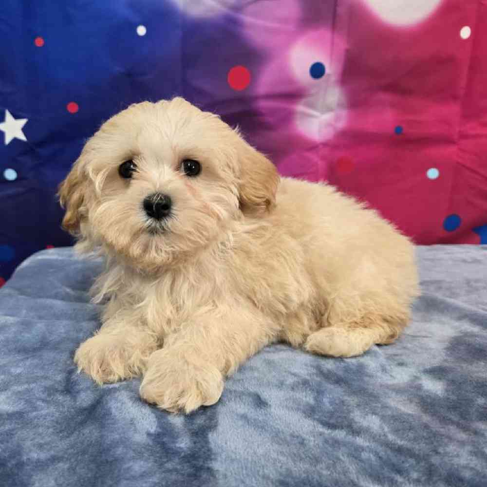 Male Maltipoo Puppy for Sale in Virginia Beach, VA