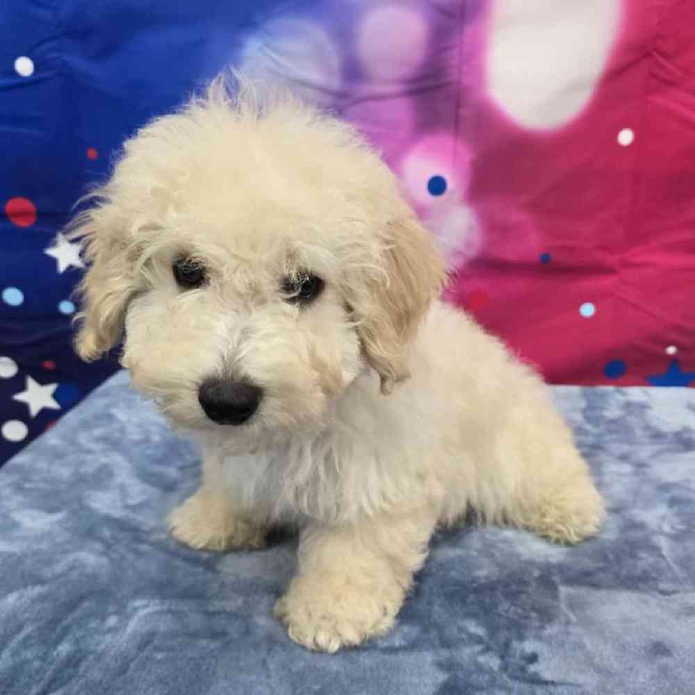 Male Bichonpoo Puppy for Sale in Virginia Beach, VA