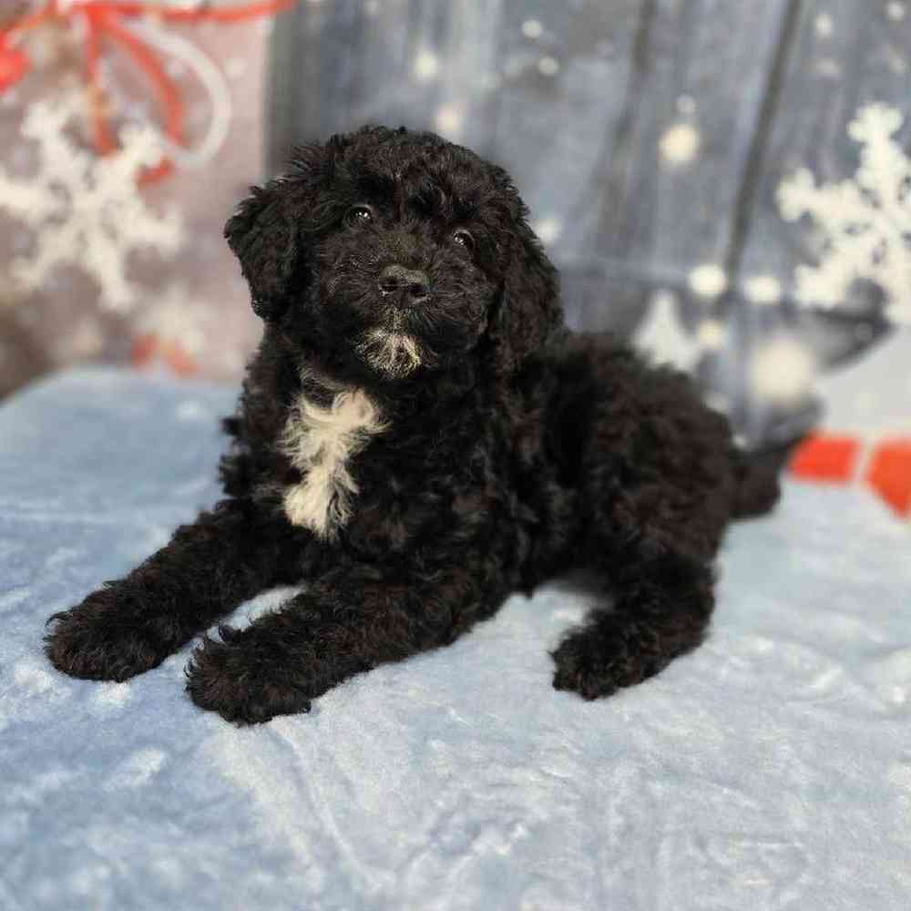 Female Mini Sheepadoodle Puppy for Sale in Virginia Beach, VA