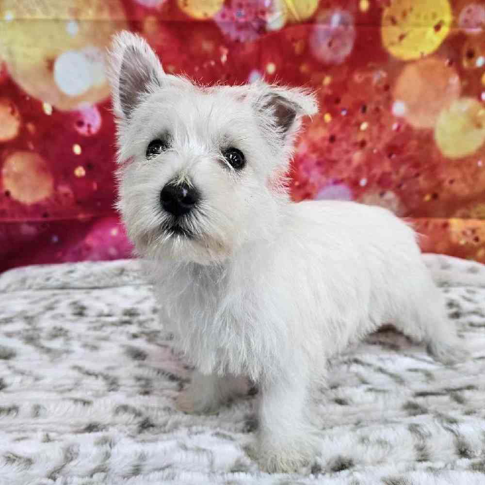 Female West Highland White Terrier Puppy for Sale in Virginia Beach, VA