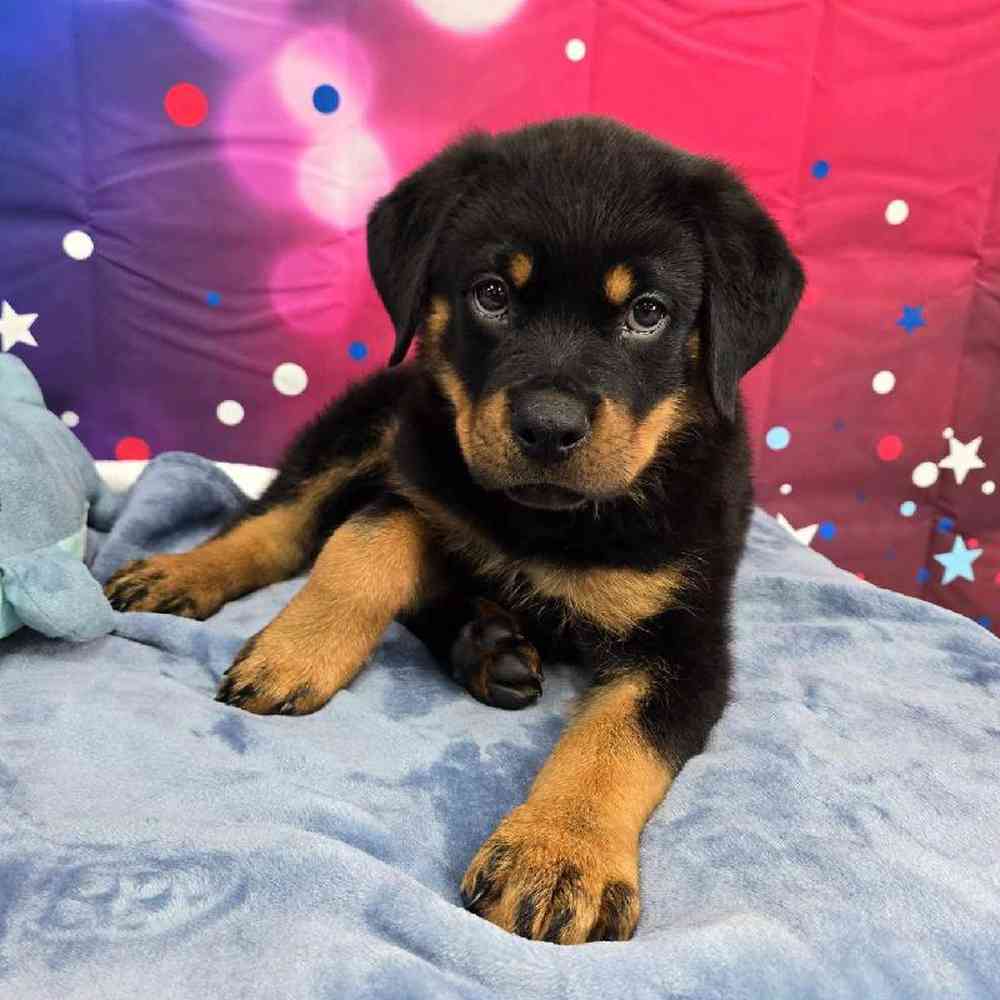 Male Rottweiler Puppy for Sale in Virginia Beach, VA