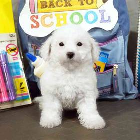 Bichon