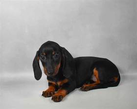 Dachshund