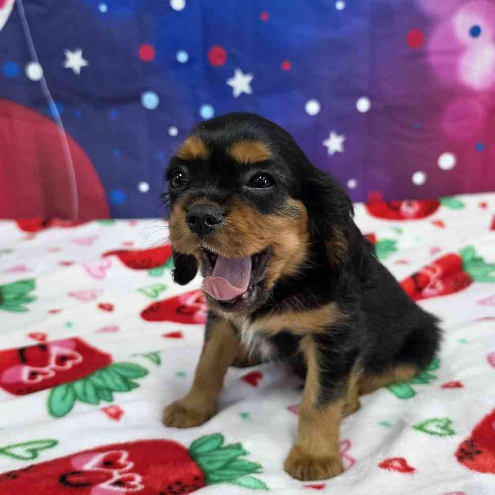 Male Cavalier King Charles Spaniel Puppy for Sale in Virginia Beach, VA