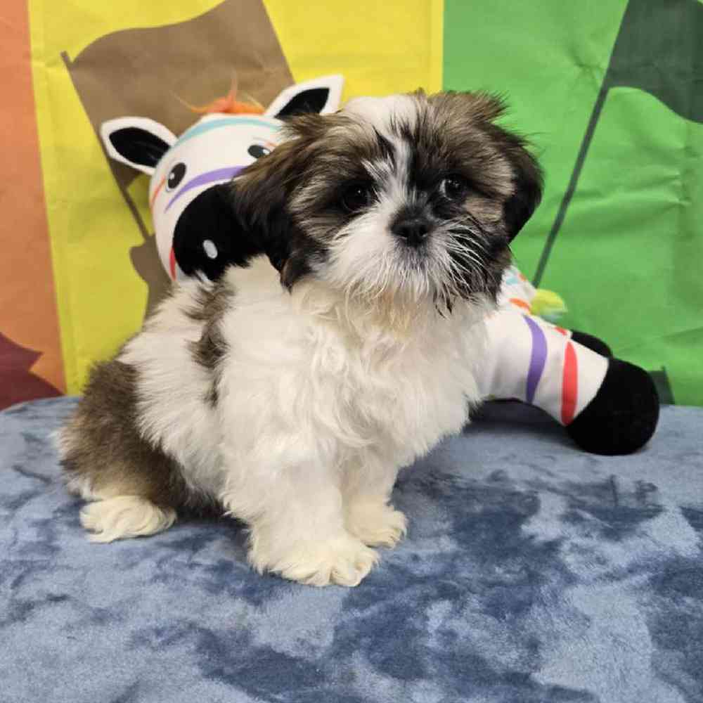 Male Shih Tzu Puppy for Sale in Virginia Beach, VA