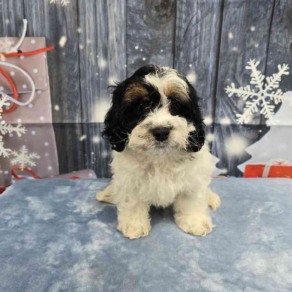 Female Cockapoo Puppy for Sale in Virginia Beach, VA