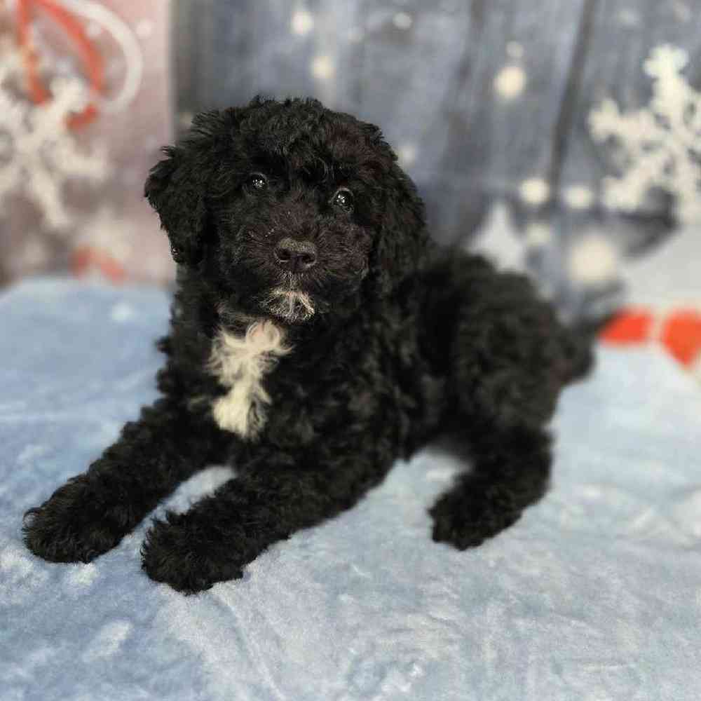 Female Mini Sheepadoodle Puppy for Sale in Virginia Beach, VA