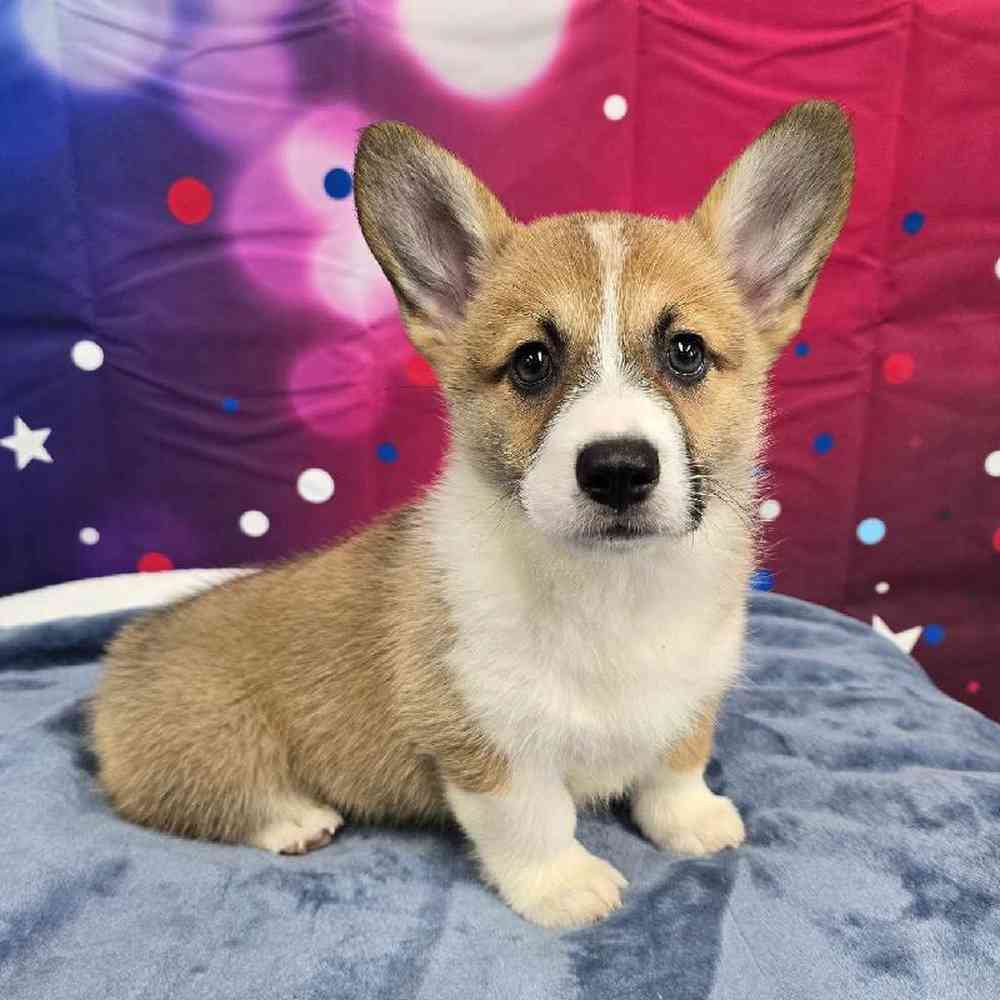 Female Pembroke Welsh Corgi Puppy for Sale in Virginia Beach, VA