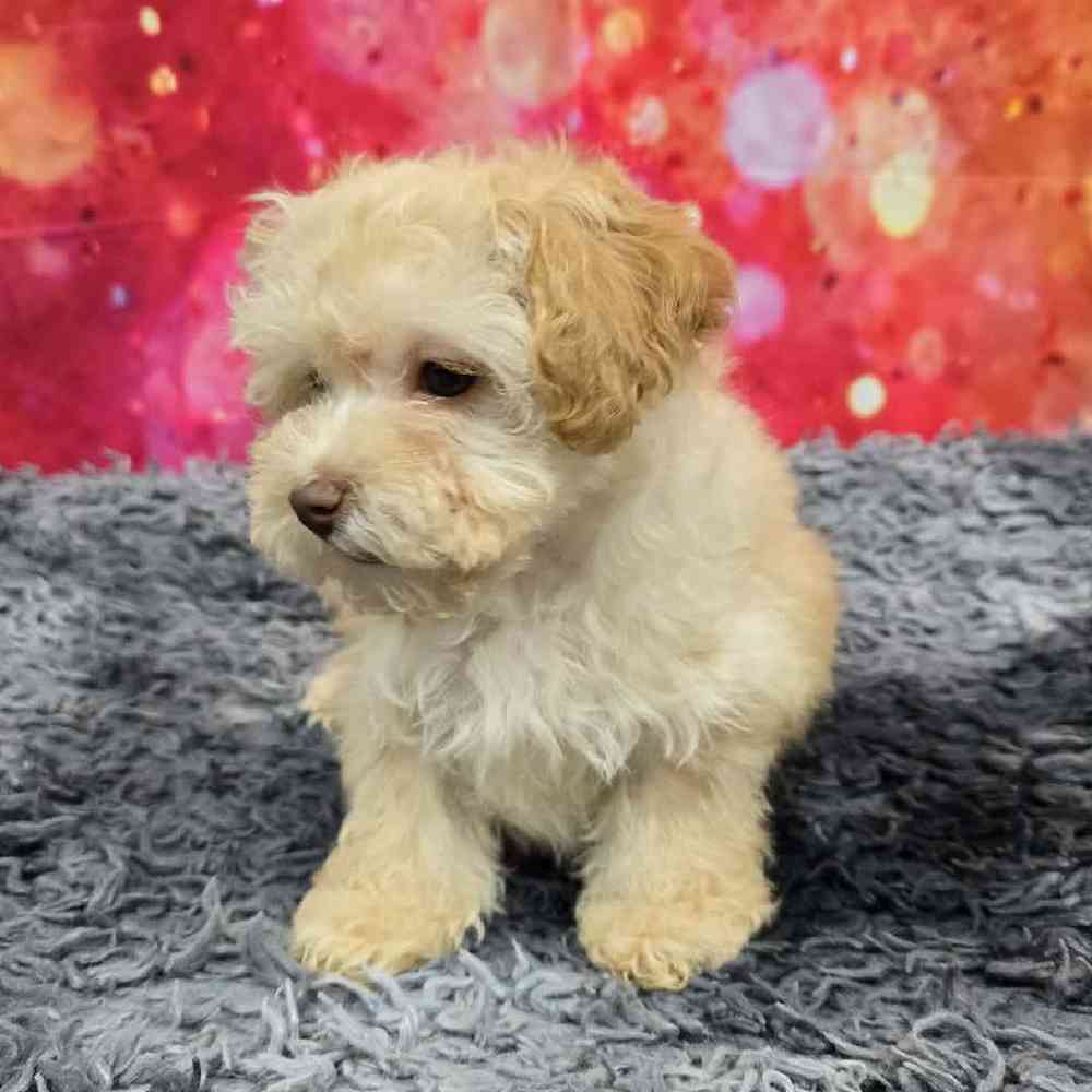 Male Havapoo Puppy for Sale in Virginia Beach, VA