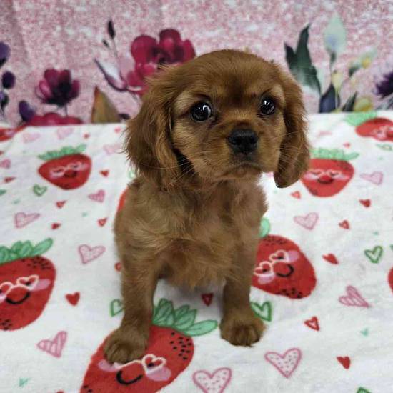 Cavalier King Charles Spaniel