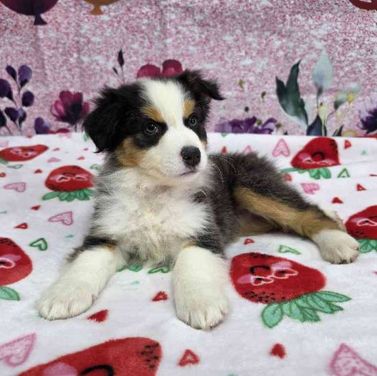 Miniature American Shepherd