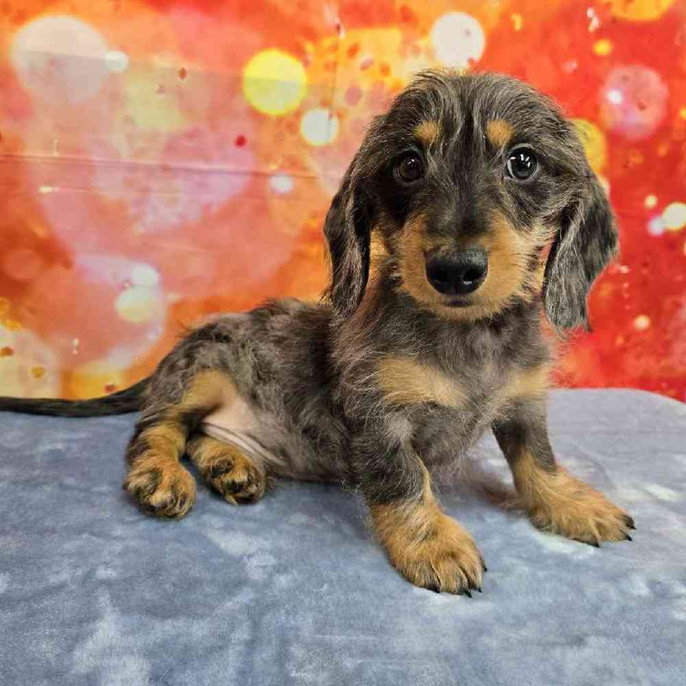 Male Dachshund Puppy for Sale in Virginia Beach, VA