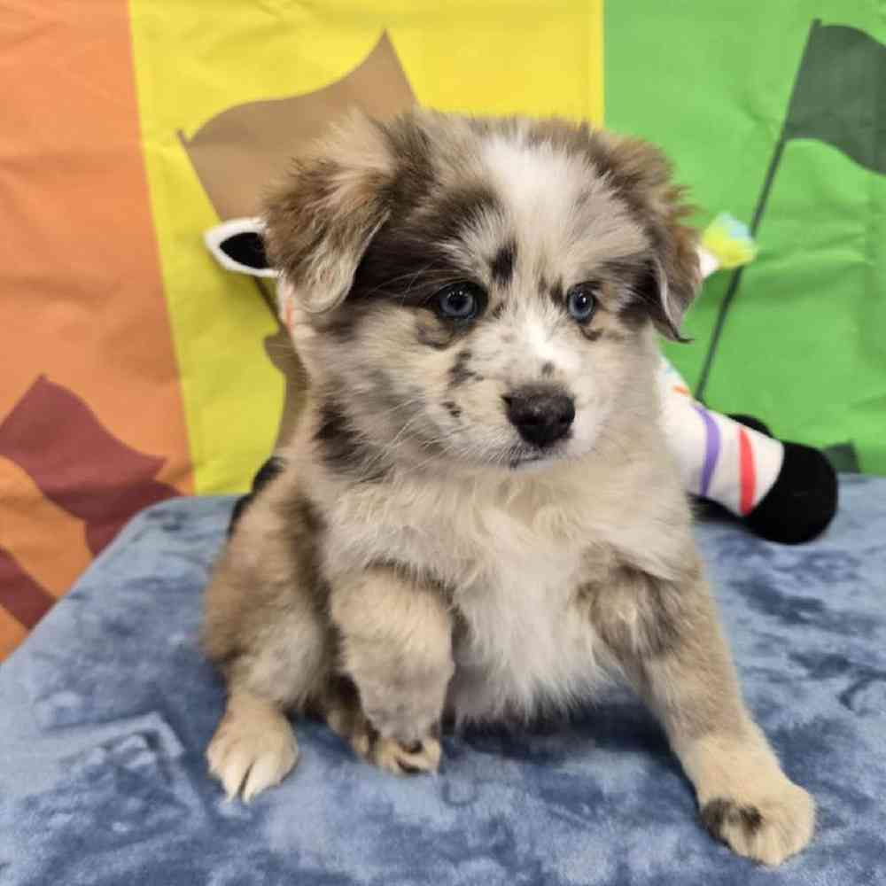Male Pomsky Puppy for Sale in Virginia Beach, VA