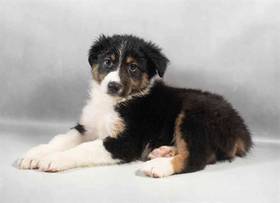 Australian Shepherd