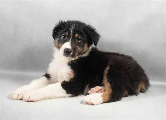 Australian Shepherd