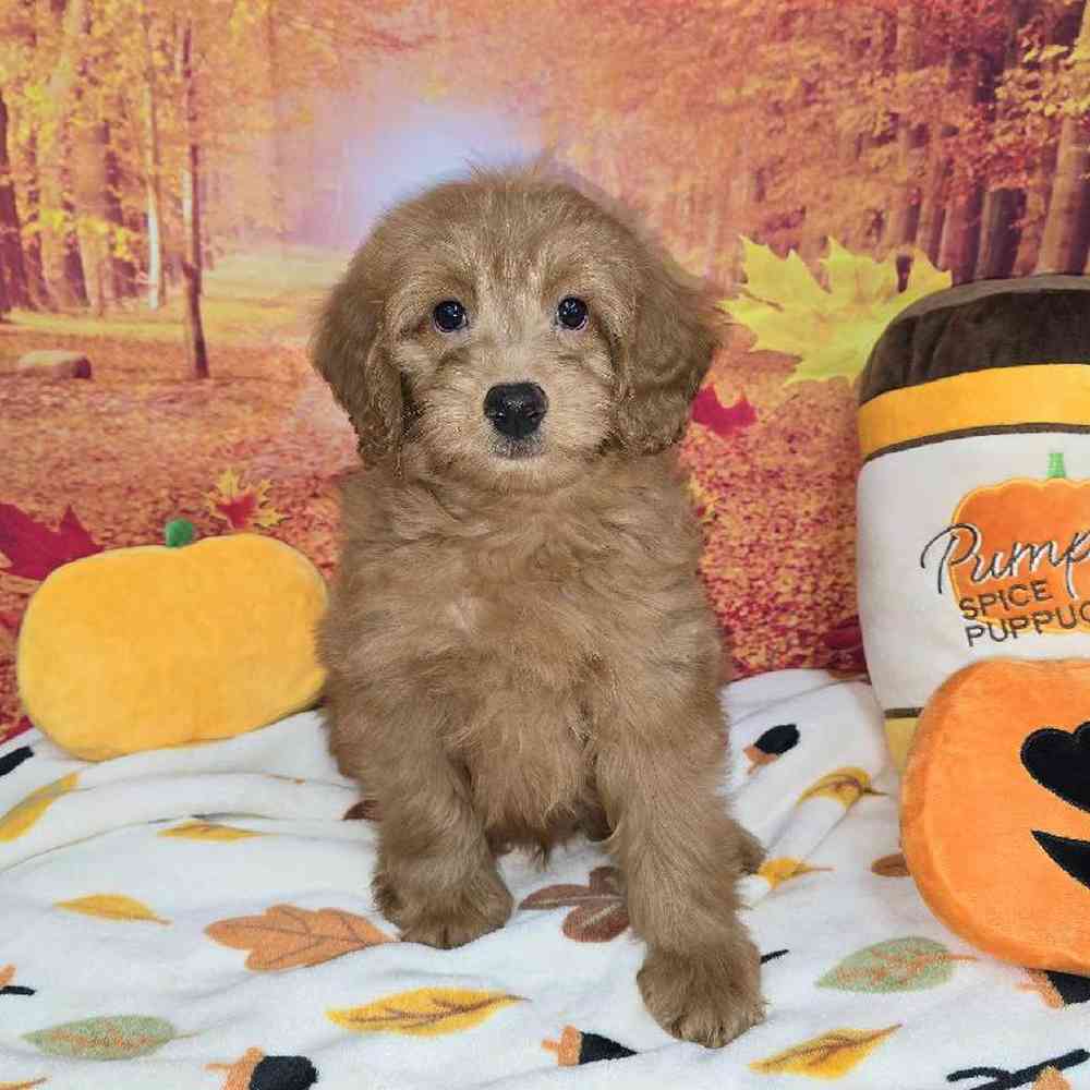 Male Mini Goldendoodle Puppy for Sale in Virginia Beach, VA