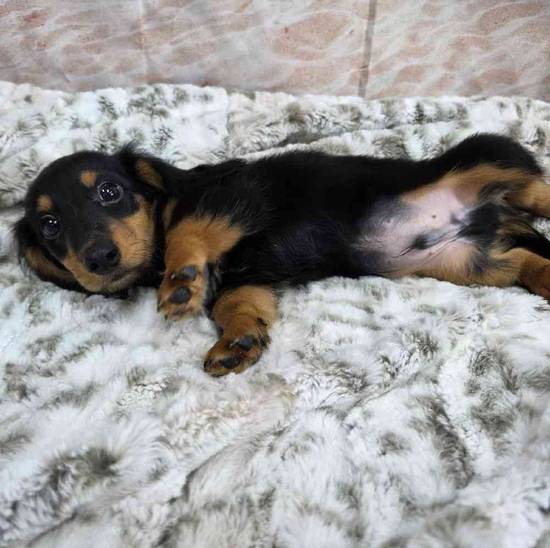 Dachshund