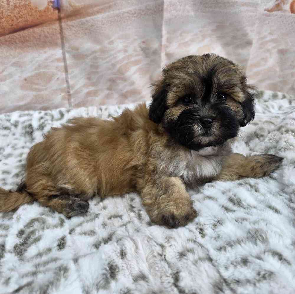 Male Bichonpoo Puppy for Sale in Virginia Beach, VA
