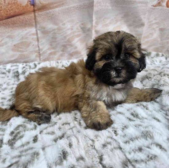 Bichonpoo