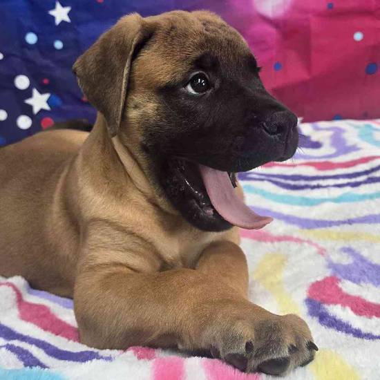 Bullmastiff