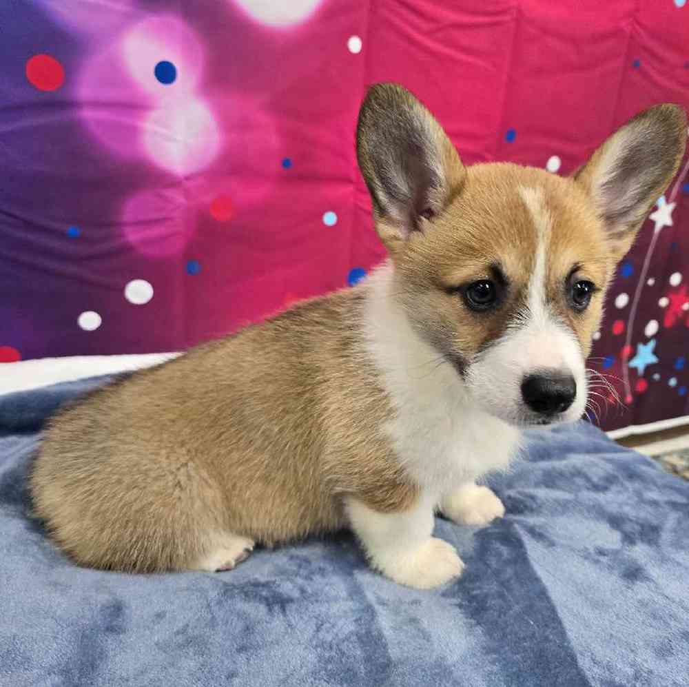 Female Pembroke Welsh Corgi Puppy for Sale in Virginia Beach, VA