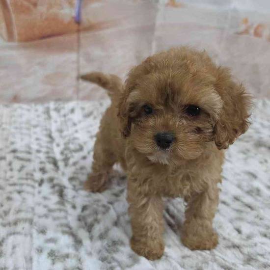 Cavapoo