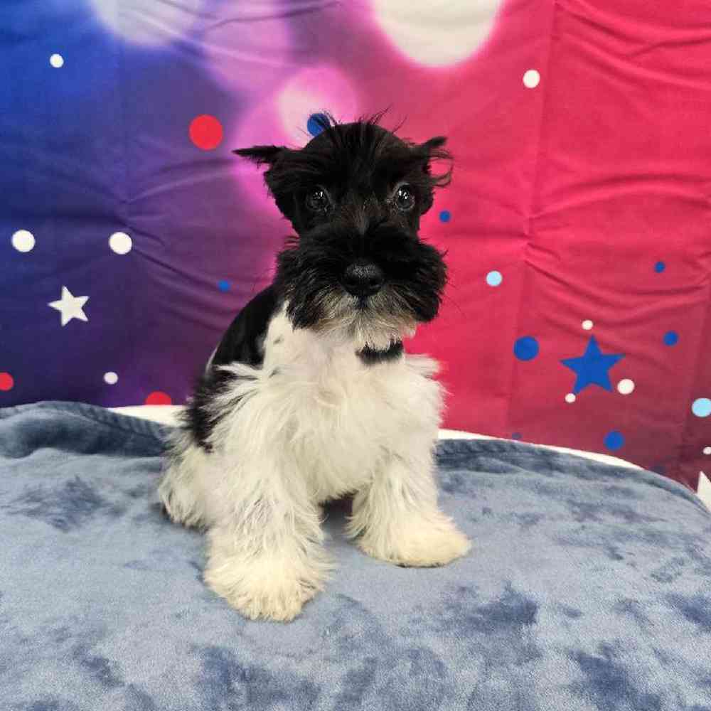 Male Mini Schnauzer Puppy for Sale in Virginia Beach, VA