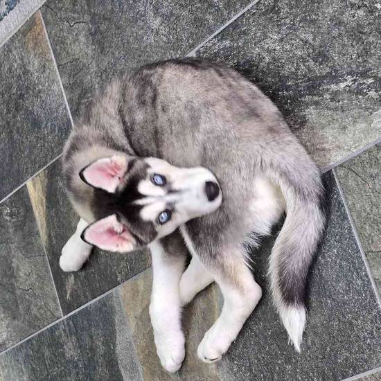 Siberian Husky