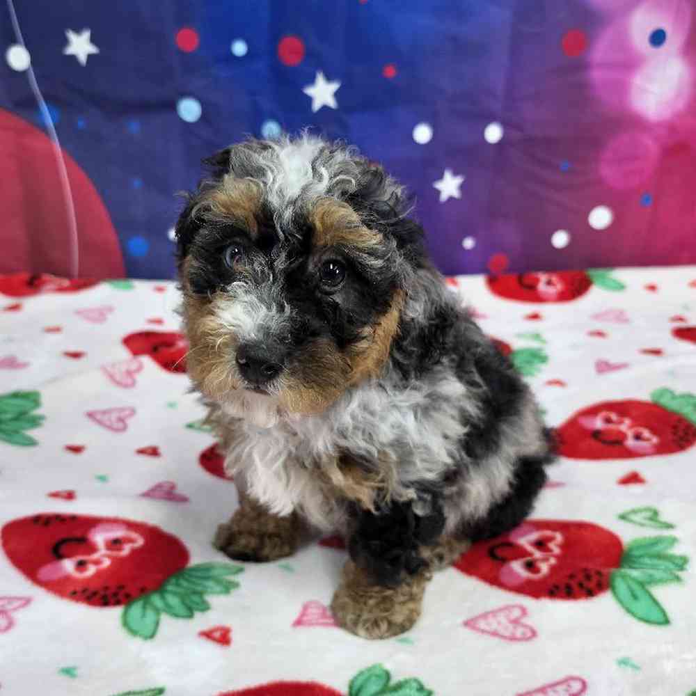Female Mini Bernadoodle Puppy for Sale in Virginia Beach, VA