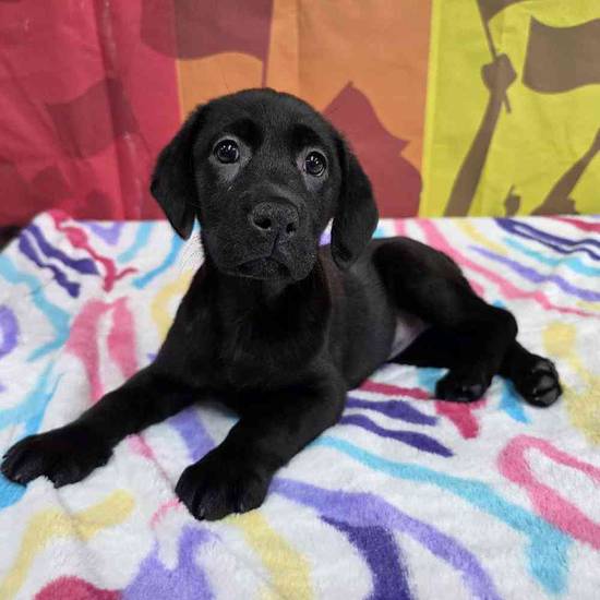 Labrador Retriever