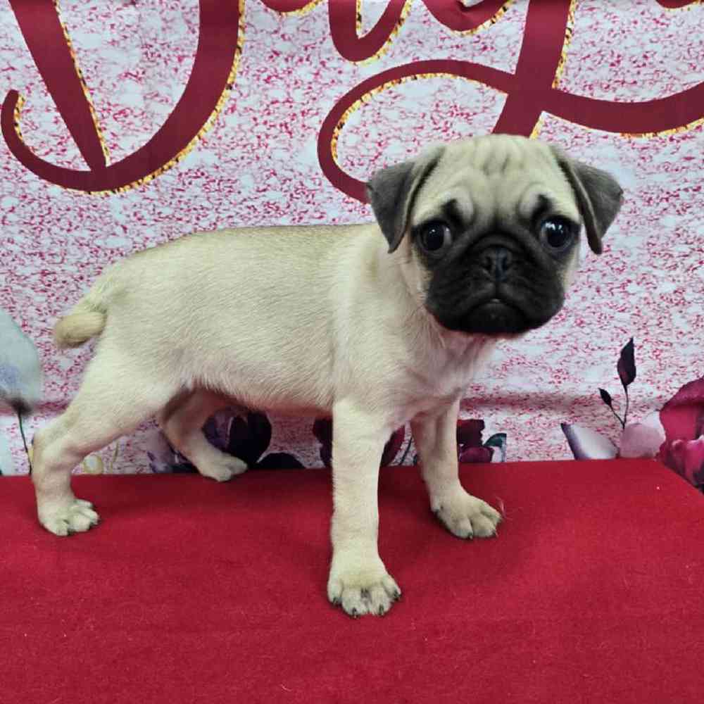 Male Pug Puppy for Sale in Virginia Beach, VA