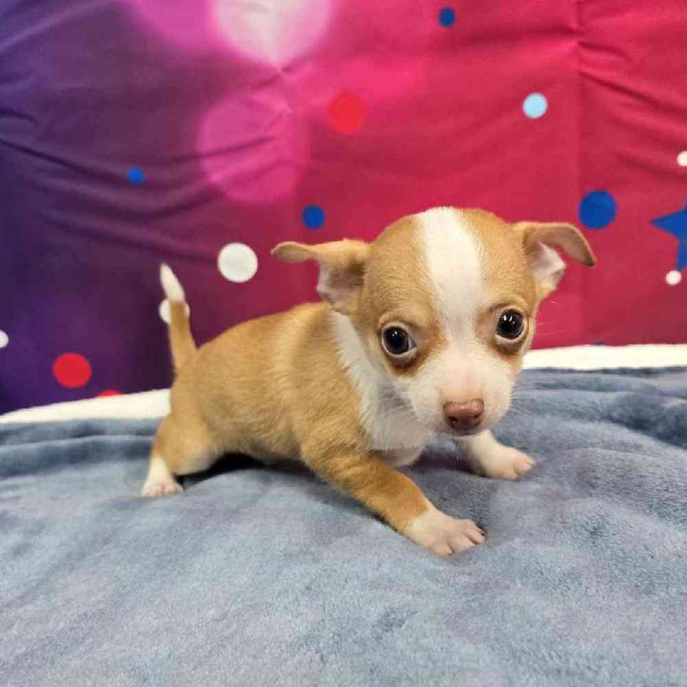 Male Chihuahua Puppy for Sale in Virginia Beach, VA