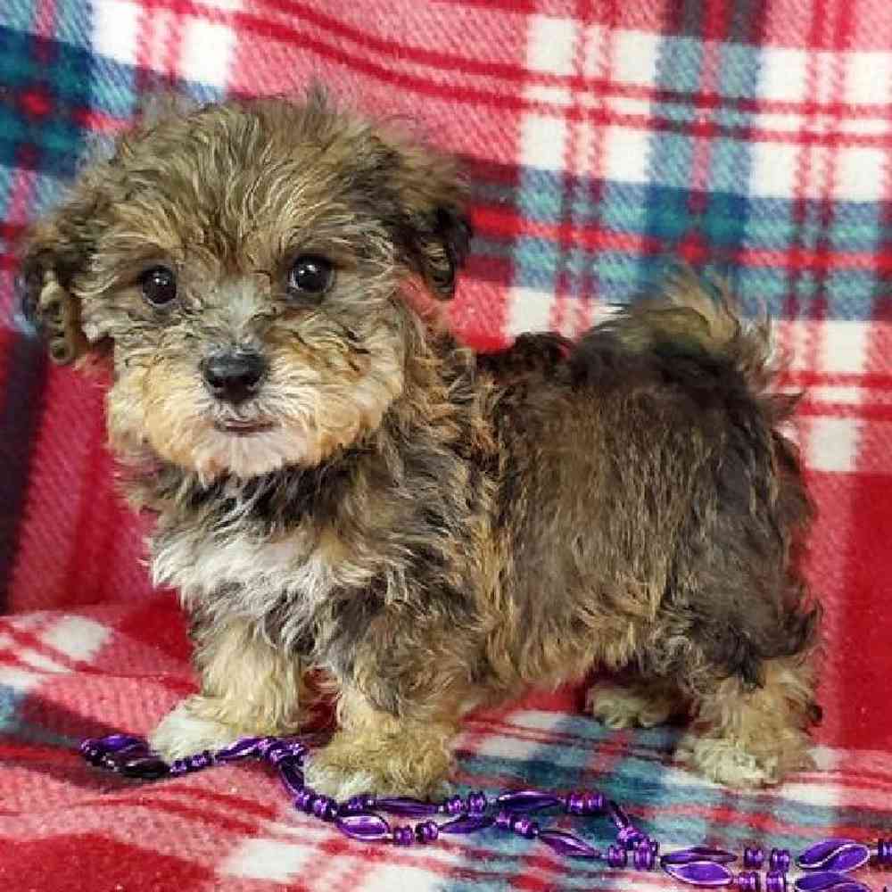 Male Shipoo Puppy for Sale in Virginia Beach, VA