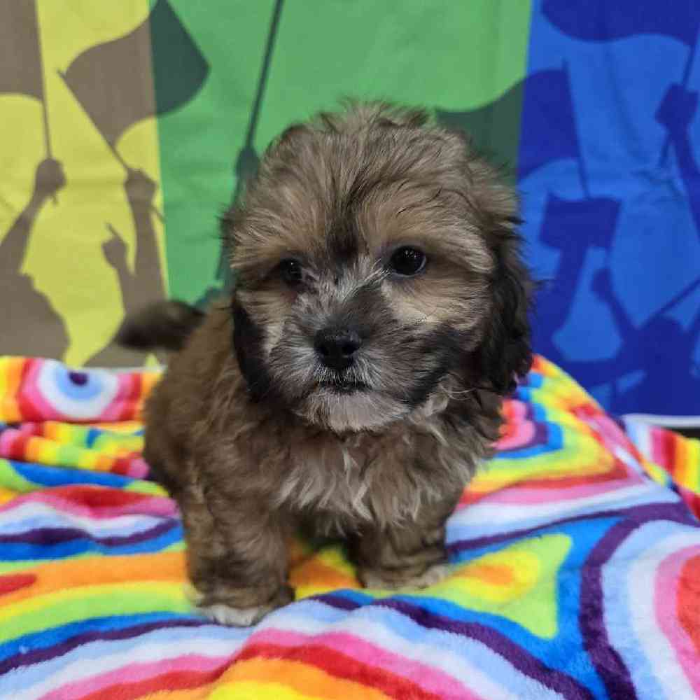 Male Shipoo Puppy for Sale in Virginia Beach, VA