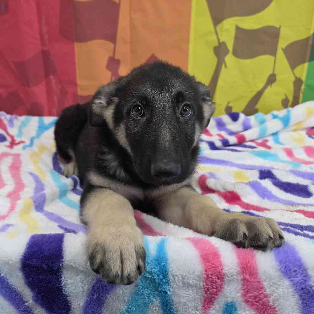 Male German Shepherd Puppy for Sale in Virginia Beach, VA