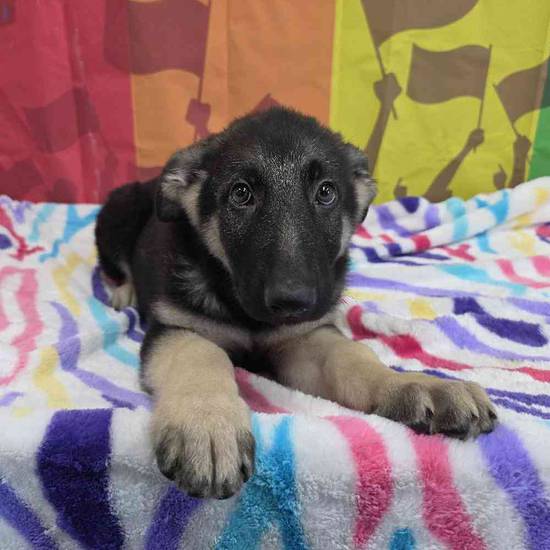 German Shepherd