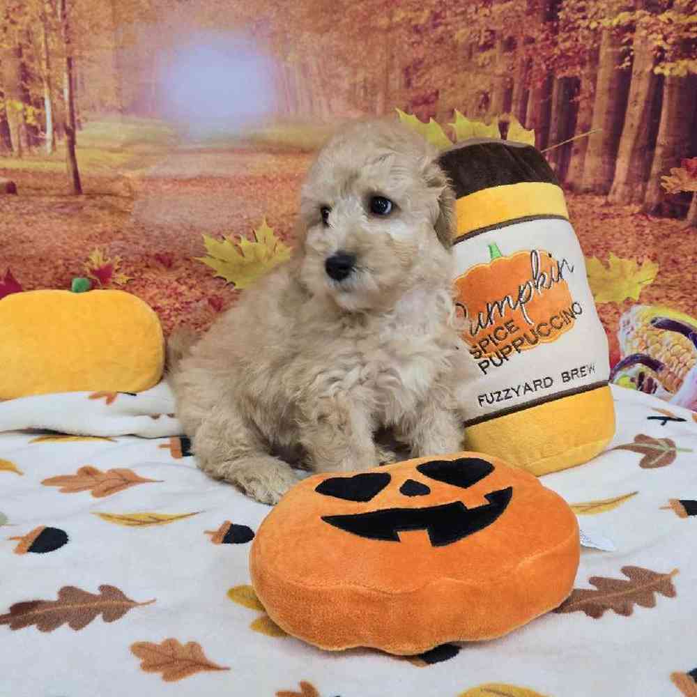 Male Mini Goldendoodle Puppy for Sale in Virginia Beach, VA