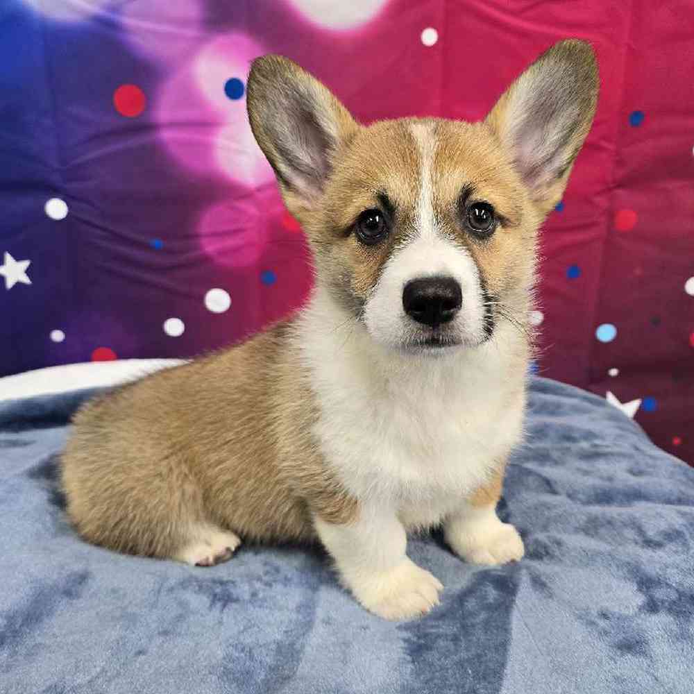 Female Pembroke Welsh Corgi Puppy for Sale in Virginia Beach, VA