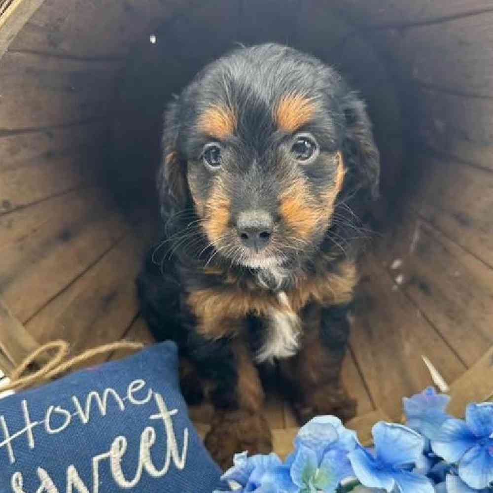 Male Mini Aussiedoodle Puppy for Sale in Virginia Beach, VA