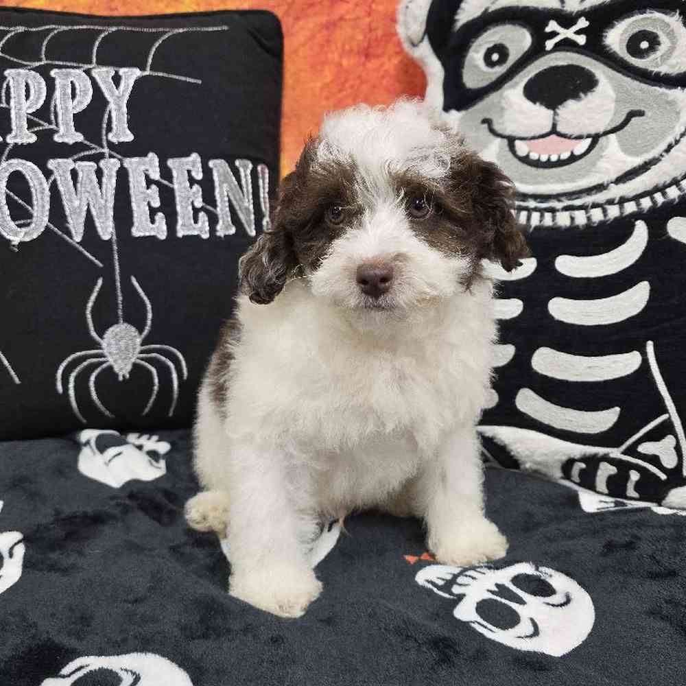 Male Poodle Puppy for Sale in Virginia Beach, VA