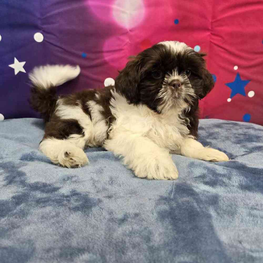 Male Shih Tzu Puppy for Sale in Virginia Beach, VA